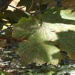 Bağ Küllemesi Hastalığı Belirtileri, Nedenleri Ve Mücadele Yöntemleri