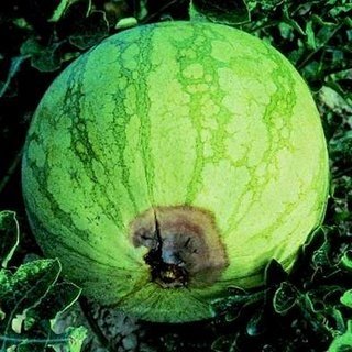 Kalsiyum Noksanlığı Belirtileri Nelerdir?