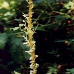 Küsküt Otu Nedir? Küsküt Otu Nedir?