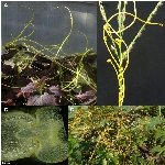 Küsküt Otu Nedir? Küsküt Otu Nedir?