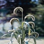 Sarı Tüylü Darı Otu Nedir?