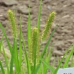 Sarı Tüylü Darı Otu Nedir?