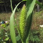 Sarı Tüylü Darı Otu Nedir?