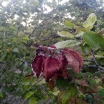 Ateş Yanıklığı (Erwinia Amylovora) Hastalığı