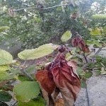 Ateş Yanıklığı (Erwinia Amylovora) Hastalığı