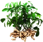 Yer Fıstığı Nedir, Nasıl Yetiştirilir?