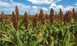 Sorgum Nedir, Nasıl Yetiştirilir?