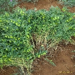 Nohut Nedir, Nasıl Yetiştirilir?