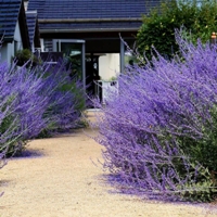 Rus Adaçayı Nedir, Nasıl Yetiştirilir?