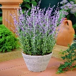 Rus Adaçayı Nedir, Nasıl Yetiştirilir?