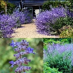 Rus Adaçayı Nedir, Nasıl Yetiştirilir?