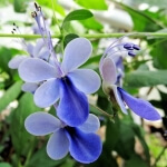 Mavi Kelebek Çiçeği Nedir, Nasıl Yetiştirilir?