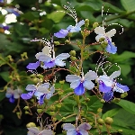 Mavi Kelebek Çiçeği Nedir, Nasıl Yetiştirilir?