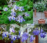 Mavi Kelebek Çiçeği Nedir, Nasıl Yetiştirilir?