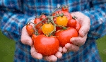 Domates Nedir, Nasıl Yetiştirilir?