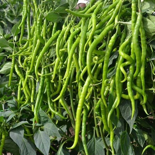 Biber Nedir, Nasıl Yetiştirilir?