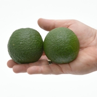 Turunç Meyvesi Faydaları Ve Zararları Nelerdir?