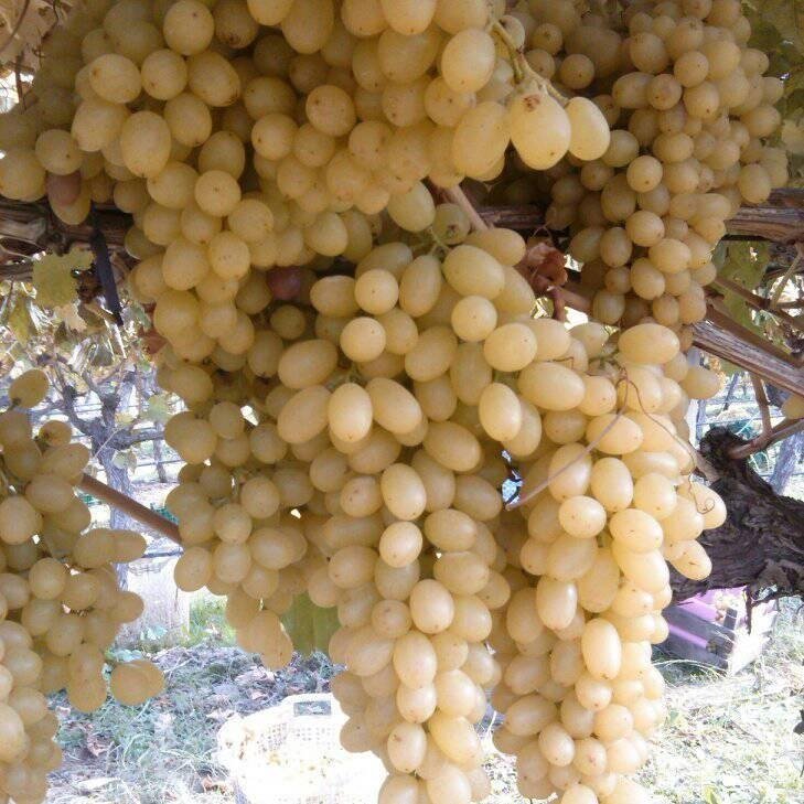 Üzüm Yetiştiriciliği Nasıl Yapılır?