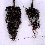 Asma Gövde Çukurlaşması Belirtileri, Nedenleri Ve Mücadele Yöntemleri