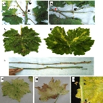 Asma Yaprak Virüsü Belirtileri, Nedenleri Ve Mücadele Yöntemleri Asma Yaprak Virüsü Belirtileri, Nedenleri Ve Mücadele Yöntemleri