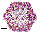 Asma Yaprak Virüsü Belirtileri, Nedenleri Ve Mücadele Yöntemleri Asma Yaprak Virüsü Belirtileri, Nedenleri Ve Mücadele Yöntemleri