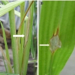 Çeltik Yanıklık Hast. Belirtileri, Nedenleri Ve Mücadele Yöntemleri