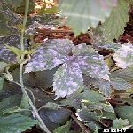 Çileklerde Külleme Hast. Belirtileri, Nedenleri Ve Mücadele Yöntemleri