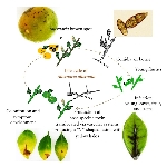Elmada Alternarya Meyve Çürüklüğü Belirtileri, Nedenleri Ve Mücadelesi