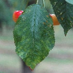 Halkalı Leke Virüsü Belirtileri, Nedenleri Ve Mücadele Yöntemleri