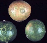 Turunçgillerde Kavlama Virüsü Belirtileri, Nedenleri Ve Mücadelesi