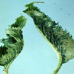 Kiraz Yaprak Kıvrılma Virüsü Belirtileri, Nedenleri Ve Mücadelesi