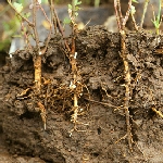 Kök Çürüklüğü Hastalığı Belirtileri, Nedenleri Ve Mücadele Yöntemleri