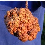 Kök Uru Hastalığı Belirtileri, Nedenleri Ve Mücadele Yöntemleri