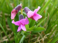Burçak (Lathyrus) Faydaları Ve Zararları Nelerdir?