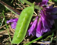 Burçak Nedir, Nasıl Yetiştirilir?