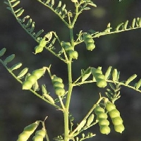 Burçak Nedir, Nasıl Yetiştirilir?