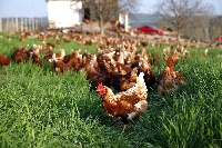 Organik Tavukçuluk Nedir?