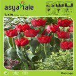 Lale Soğanı Yetiştiriciliği Ve Bakımı