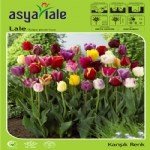 Lale Soğanı Yetiştiriciliği Ve Bakımı