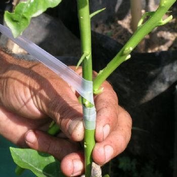 Bahçe Bitkilerinde Çoğaltma Metodları Bahçe Bitkilerinde Çoğaltma Metodları