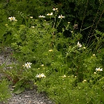 Tarla Köpek Papatyası Otu Nedir?