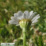 Tarla Köpek Papatyası Otu Nedir?