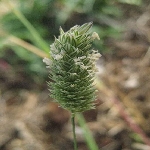 Kuş Yemi Otu Nedir? Kuş Yemi Otu Nedir?