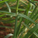 Kuş Yemi Otu Nedir? Kuş Yemi Otu Nedir?