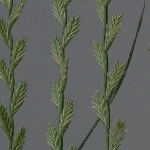 İtalyan Çimi Otu Nedir?