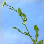 Gönül Hardalı Otu Nedir? Gönül Hardalı Otu Nedir?