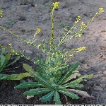 Gönül Hardalı Otu Nedir? Gönül Hardalı Otu Nedir?