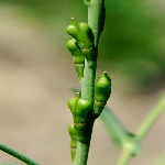 Gönül Hardalı Otu Nedir? Gönül Hardalı Otu Nedir?