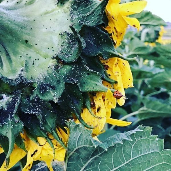 Yaprak Biti Karınca İlişkileri