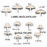 Mantar Nedir, Çeşitleri Nelerdir? Mantar Nedir, Çeşitleri Nelerdir?